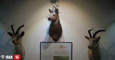 پارک ژوراسیک در تهران,پارک ژوراسیک,گردشگری