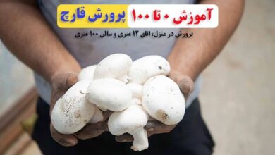 پرورش قارچ از کاشت تا برداشت قارچ در ۵ دقیقه 29 آموزش صفر تا صد پرورش قارچ در منزل اتاق 12 متری سالن