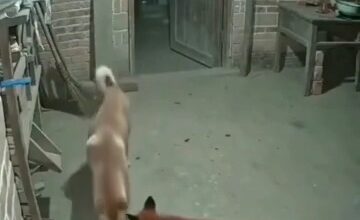روباه و سگ ،خیانت سگ نگهبان به مرغ ها بخاطر استخوان 9 VideoCapture ۲۰۲۶۰۷۰۴ ۰۴۰۵۴۴