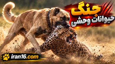 مهیج ترین لحظات درگیری حیوانات وحشی 5 file 00000000864071f4a2e5fcbc307d8e3e