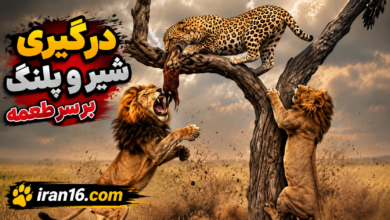درگیری شیر و پلنگ بر سر طعمه | جنگ حیوانات وحشی | شکار حیوانات وحشی حیات وحش 4 file 00000000e8307243bcf459370a1a4df8
