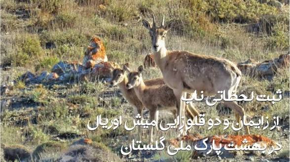 لحظاتی داغ از زایمان و دو قلو زایی میش اوریال 1 images 4 1